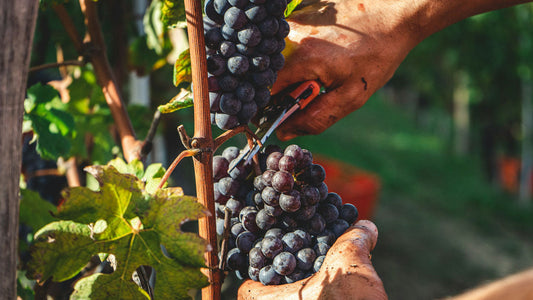 Vendanges manuelles pour un vin nature en agriculture biologique 