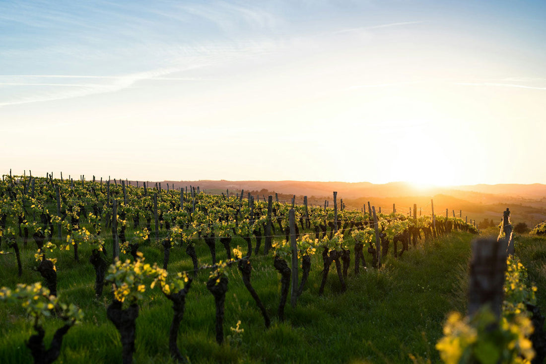 Visite d'un domaine viticole au printemps